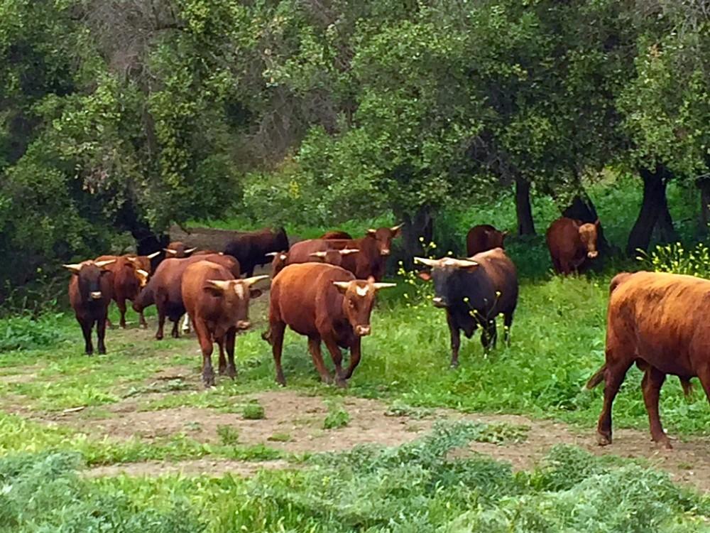 Brown Barzona cattle on a  green pasture with green brush and trees in the bakground
