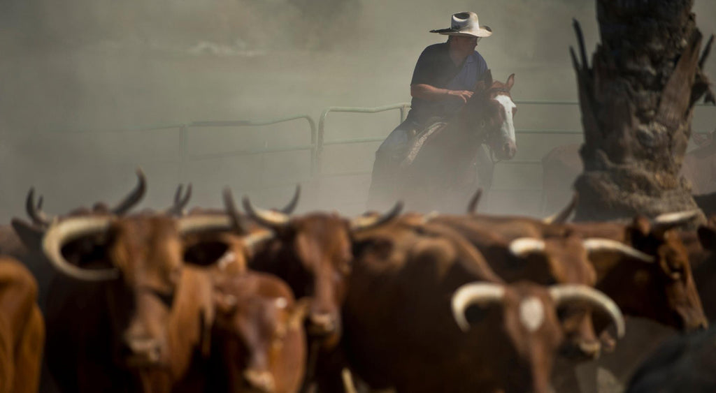 Cowboy with a white hat, on a brown and white horse behind a herd of horned Barzona cattle with dust in the background 