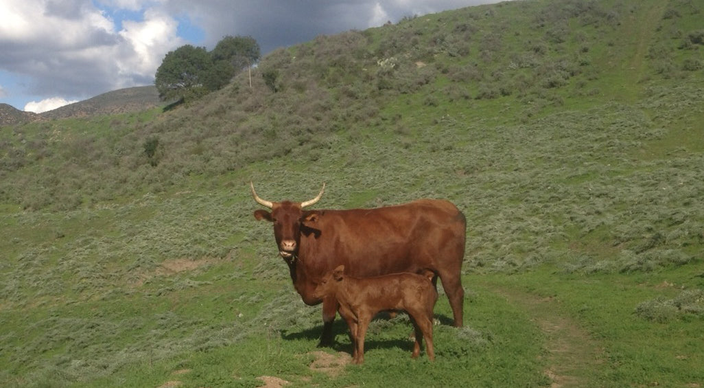 5 Bar Beef ranch photo 2